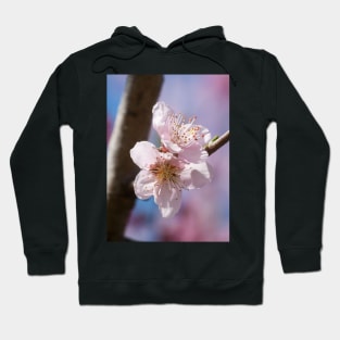 Cherry Blossom IV Hoodie